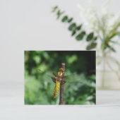 Libellula depressa briefkaart (Staand voorkant)