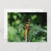 Libellula depressa briefkaart (Voorkant / Achterkant)