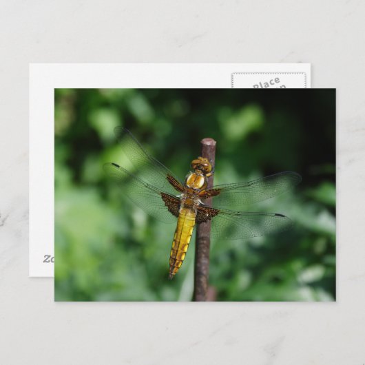 Libellula depressa briefkaart (Voorkant / Achterkant)