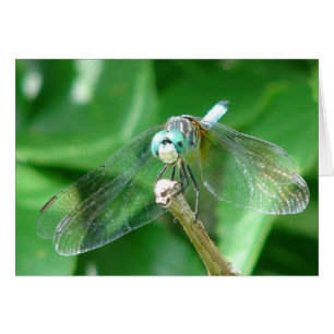 libellule