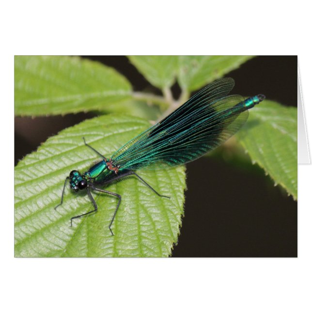 libellule (Devant horizontal)