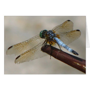 libellule