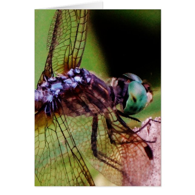 libellule avec fleurs blanches (Devant)