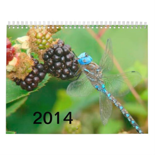 Libellule bleue mangeant le calendrier de (Protection)