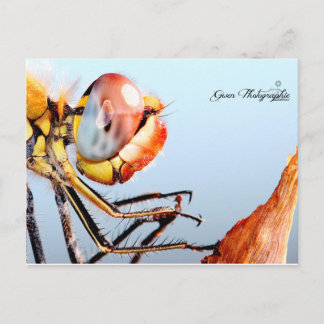 Libellule de Pourrières Briefkaart