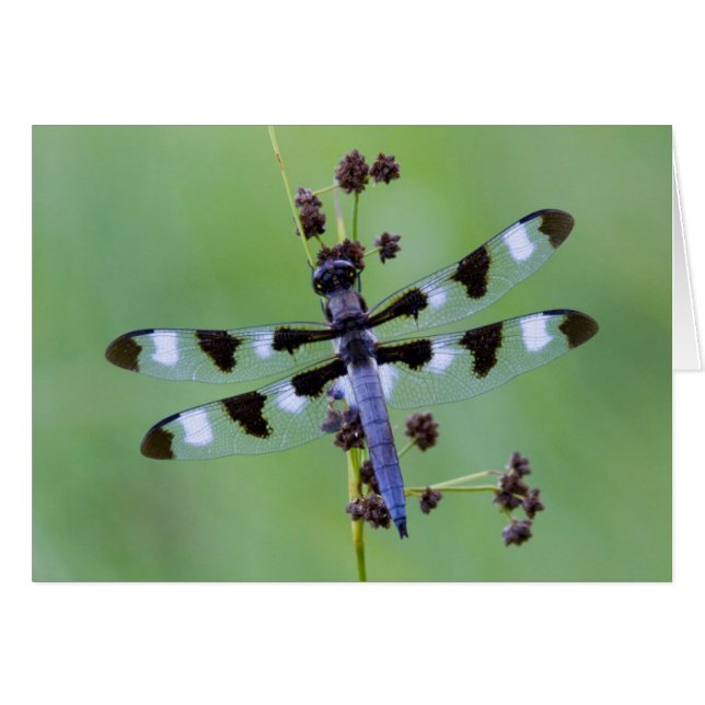 Libellule perchée sur l'herbe, Canada (Devant horizontal)