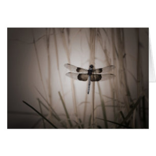 Libellule - regard vintage