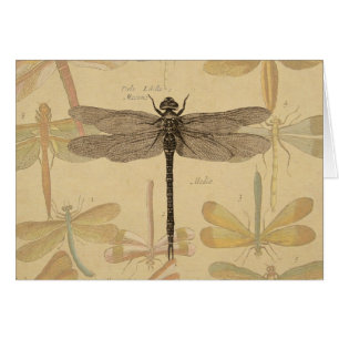 Libellule Vintage Antique Classique Nature