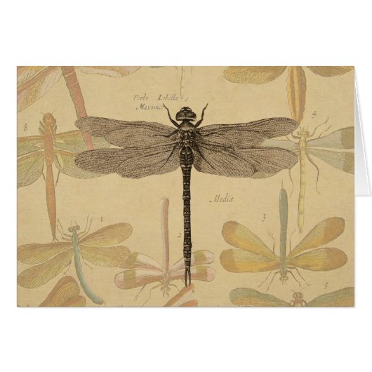 Libellule Vintage Antique Classique Nature (Devant horizontal)