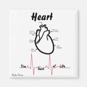 Lichaamsdelen — Menselijk hart Magneet