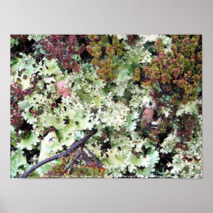 Lichen, Ainsworth Bay, Tierra del Fuego, Chili Poster