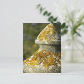 Lichen Covered Cemetery Obelisk Briefkaart (Staand voorkant)