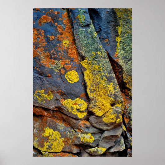 Lichen Covered Rocks Poster (Voorkant)
