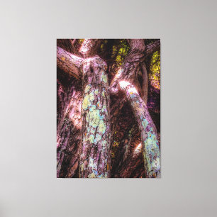 Lichen in Dapped Sunlight Canvas Afdruk