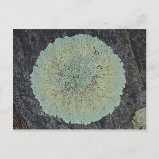 Lichen Mossy Circle Briefkaart (Voorkant)