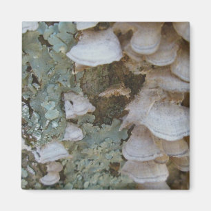 Lichen & Shelf Fungus Magnet Magneet