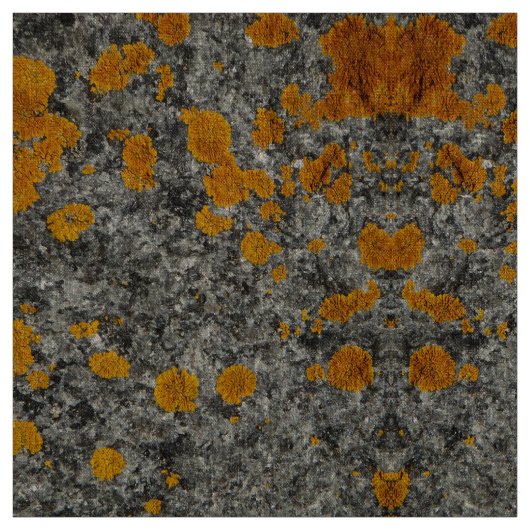 lichen sur le tissu de photo de granit (Échantillon)