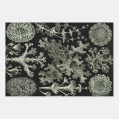 Lichen van Ernst Haeckel, Planten van de  Natuur Inpakpapier Vel (Voorkant)