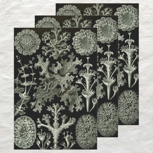 Lichen van Ernst Haeckel, Planten van de  Natuur Inpakpapier Vel