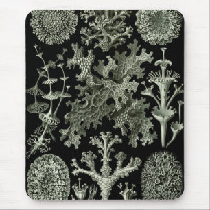 Lichen van Ernst Haeckel, Planten van de  Natuur Muismat