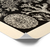  Lichenes Ernst Haeckel Art Print (Hoek)