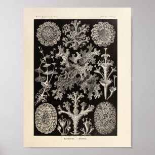  Lichenes Ernst Haeckel Art Print