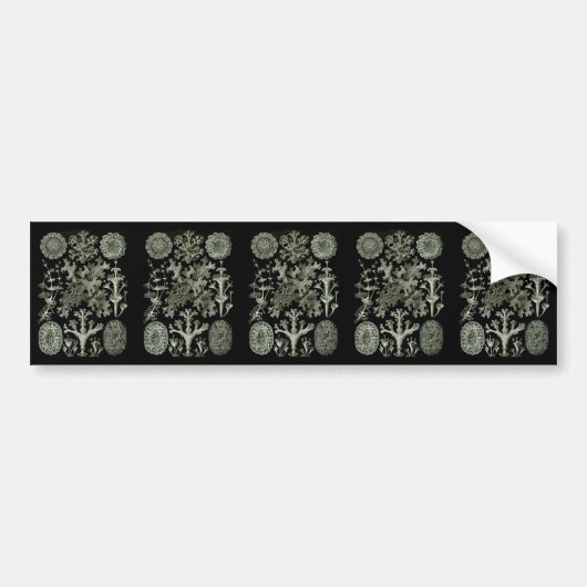 Lichens Bumpersticker (Voorkant)