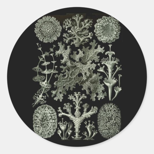 Lichens Ronde Sticker (Voorkant)