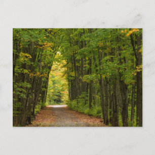 Licht aan het einde van een tunnel van bomen briefkaart