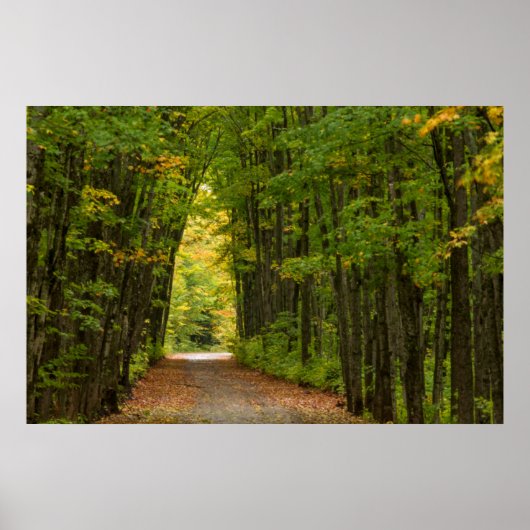 Licht aan het einde van een tunnel van bomen poster (Voorkant)