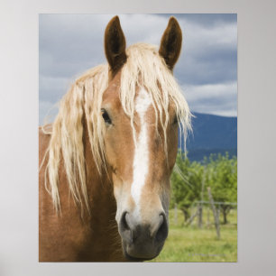 Licht bruine paard poster