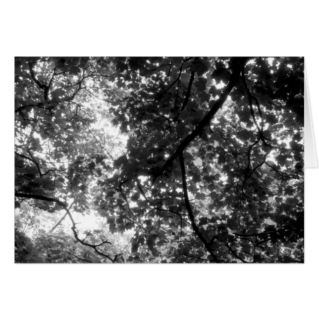 Licht door de bomen (Voorkant Horizontaal)