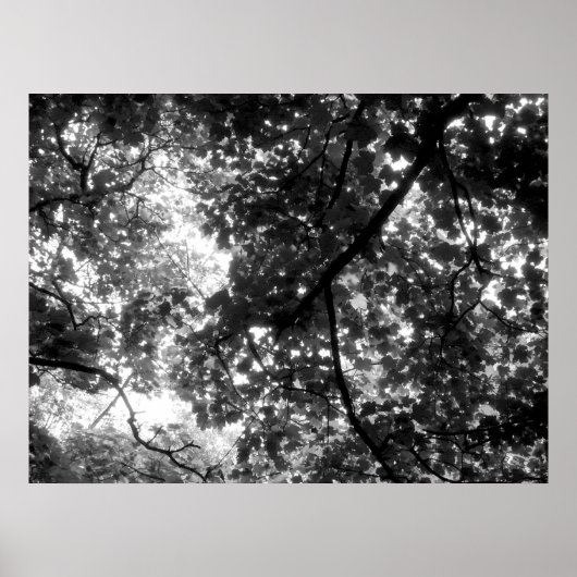 Licht door de bomen poster (Voorkant)