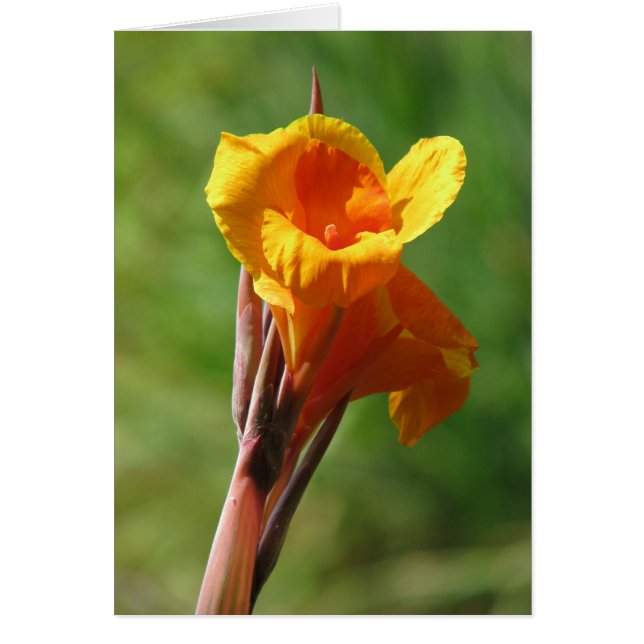 Licht Oranje (Voorkant)