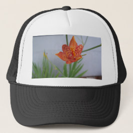 Licht oranje gevlekte Blackberry-lelie in een tuin Trucker Pet