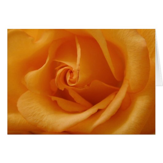 Licht Oranje Roos (Voorkant Horizontaal)