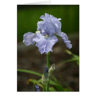 Licht Paarse Iris