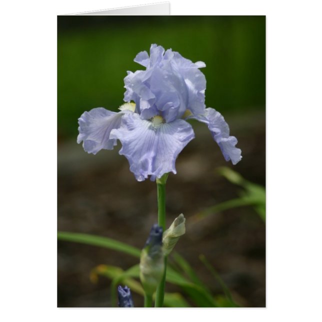 Licht Paarse Iris (Voorkant)