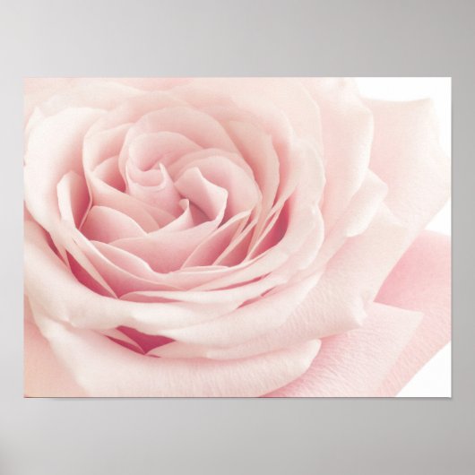 Licht roze Roos ventilator - Rozen bloemen Poster (Voorkant)
