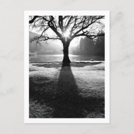 Lichtboom: Derwentwater, Cumbria Briefkaart