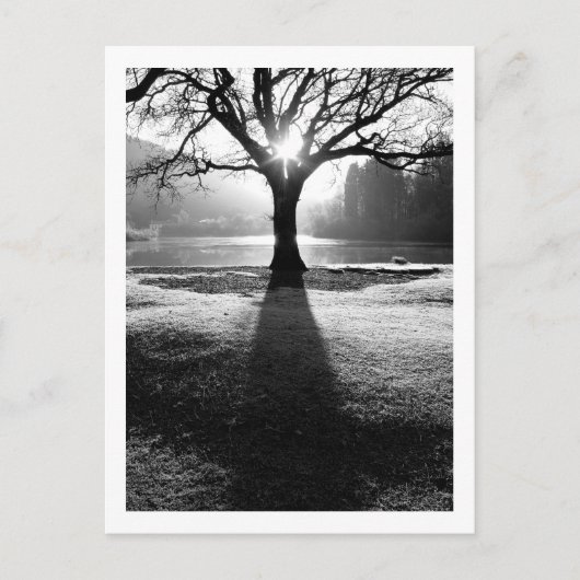 Lichtboom: Derwentwater, Cumbria Briefkaart (Voorkant)