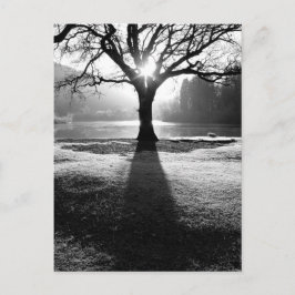 Lichtboom: Derwentwater, district Lake Briefkaart