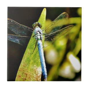 Lichte blauwe dragonvlieg tegeltje