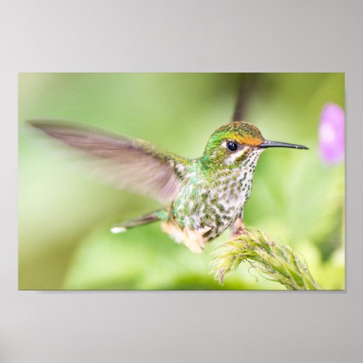 Lichte Hummingbird die op een Tak landt Poster (Voorkant)