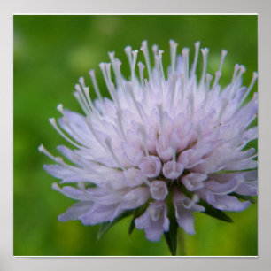 Lichte paarse bloem poster