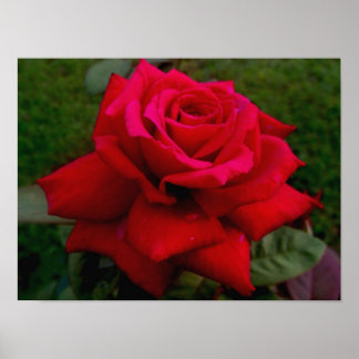 Lichte rode roze poster