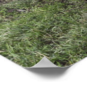 lichte sussex-kruis poster (Hoek)