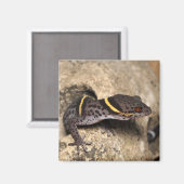 Lichtenfelder's gekko magneet (Voorkant / Achterkant)