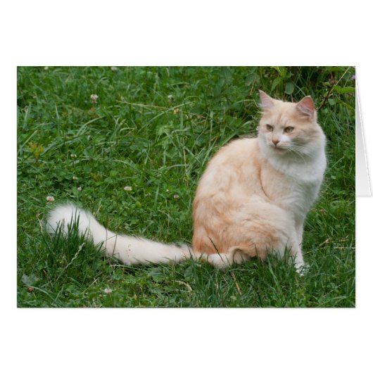 Lichtrode schoonheid (Voorkant Horizontaal)