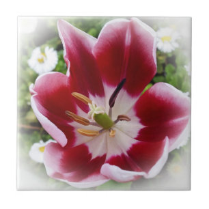 lichtrode tulp tegeltje